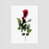 Pink Rose Postcard